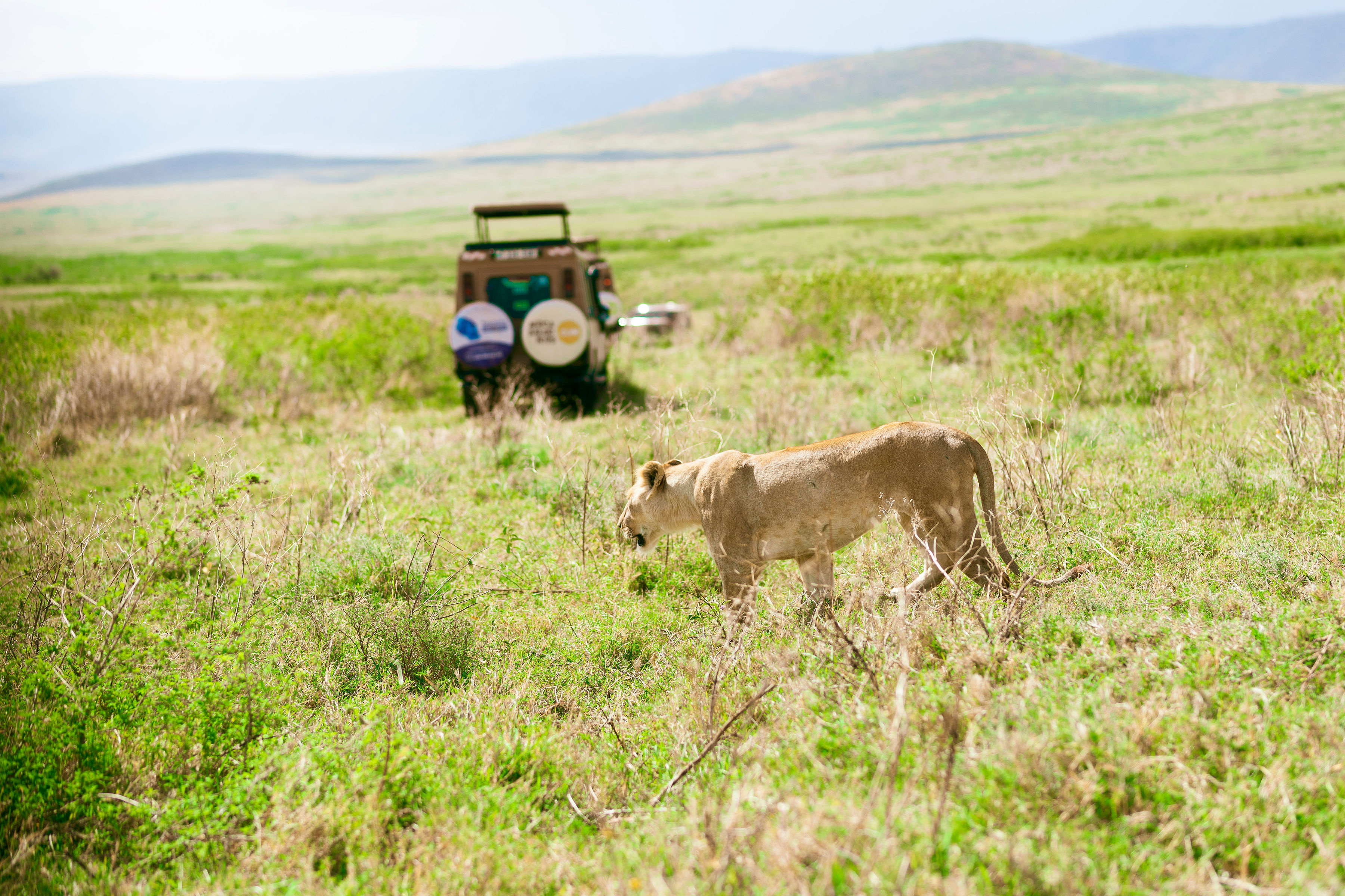 Ngorongoro wildlife