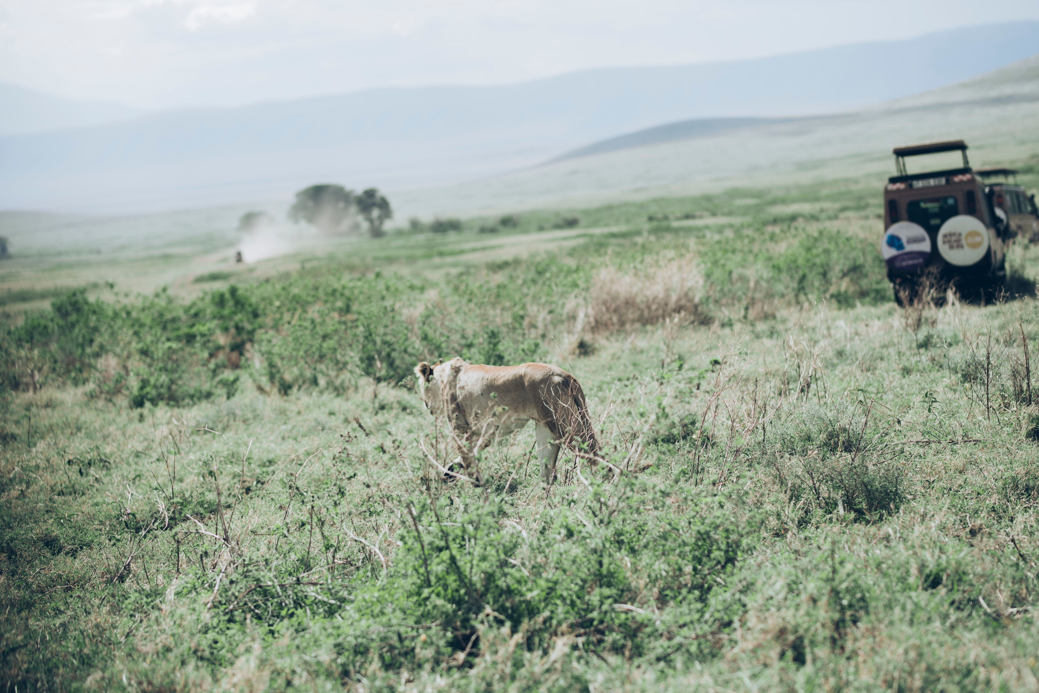 Ngorongoro wildlife